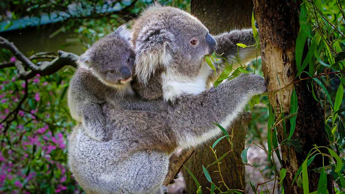 Australien: Koalas (Foto: Pixabay)