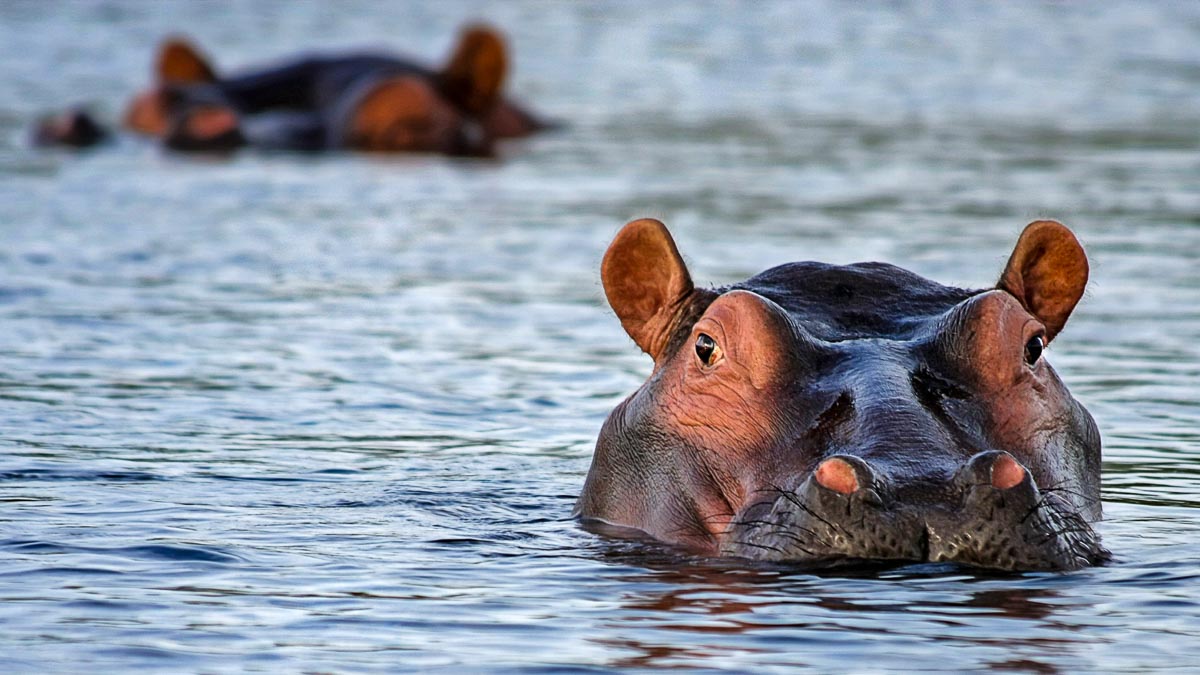 Flusspferde in Botswana (Foto: Pixabay)