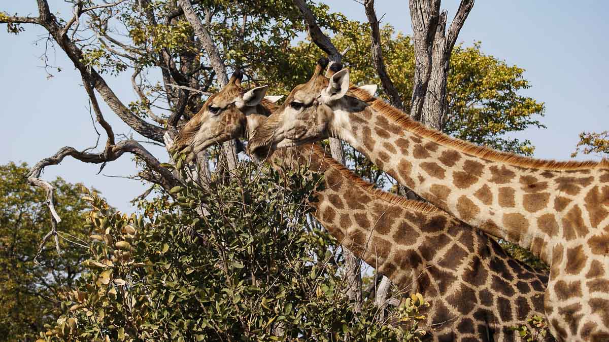 Giraffen in Botswana (Foto: Pixabay)