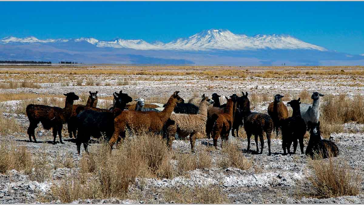 Chile, Lamas (Foto: Pixabay)